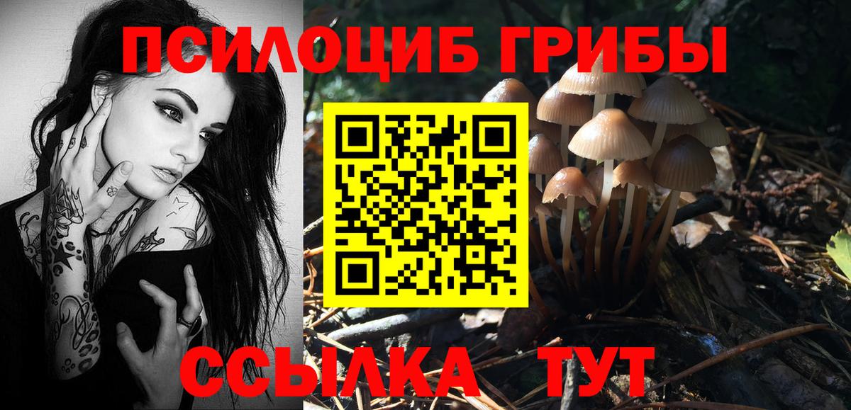 Псилоцибиновые грибы Psilocybine cubensis Михайловск