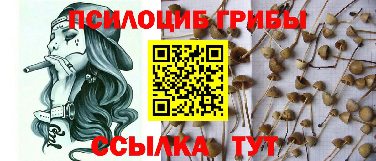 Псилоцибиновые грибы Psilocybine cubensis  Галлюциногенные грибы Cubensis  Михайловск  Вход с VPN 
